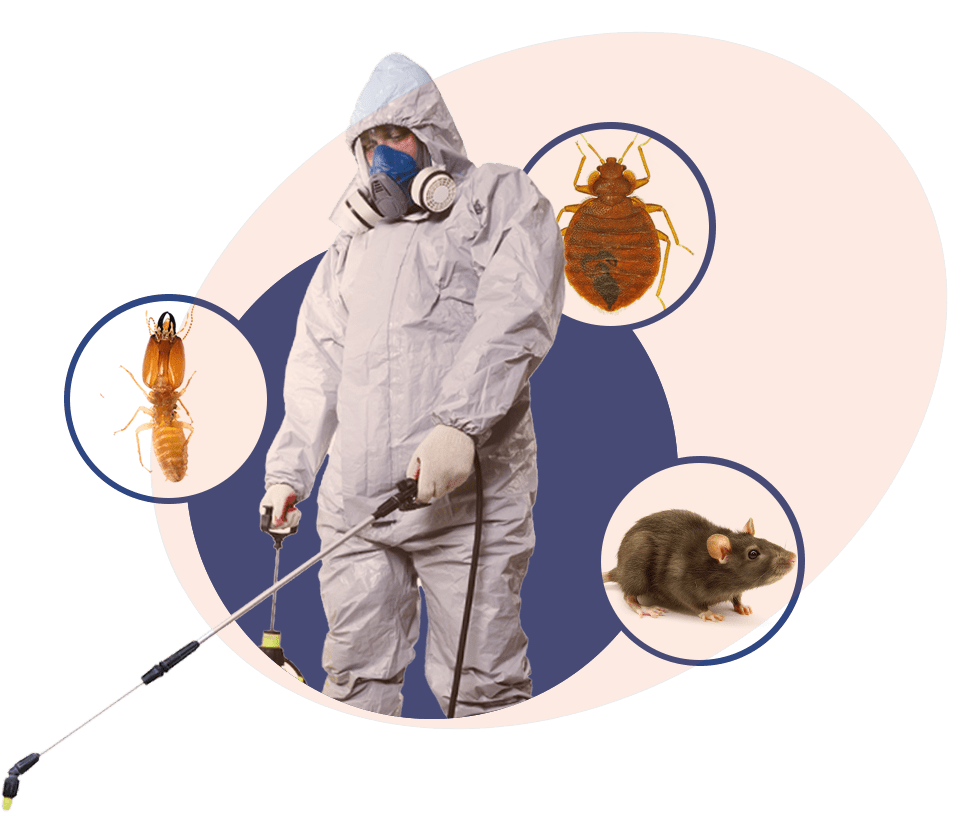 Noida Pest Control | +91 87004 07010