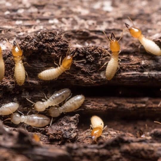 Noida Pest Control | +91 87004 07010