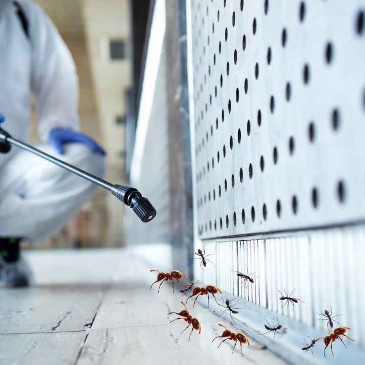 Noida Pest Control | +91 87004 07010