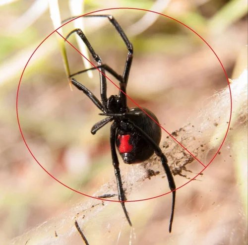 Noida Pest Control | +91 87004 07010