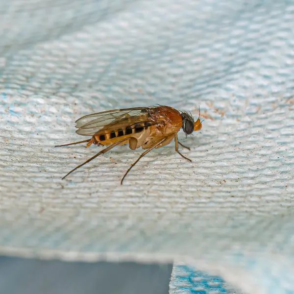 Noida Pest Control | +91 87004 07010