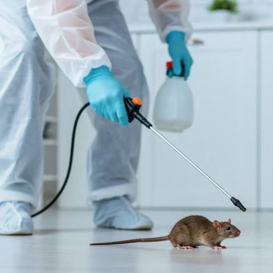 Noida Pest Control | +91 87004 07010